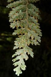 Hymenophyllum frankliniae. Portion of lamina showing entire margins on segments and immersed solitary sori.  
 Image: L.R. Perrie © Te Papa 2013 CC BY-NC 3.0 NZ